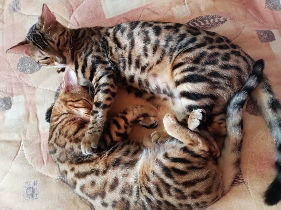 Бенгальская кошечка с документами клуба