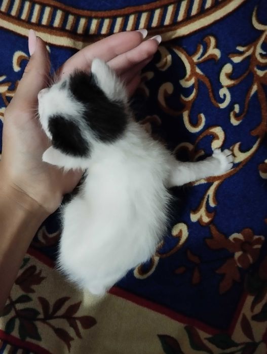 Віддам кошенят як тільки підростуть