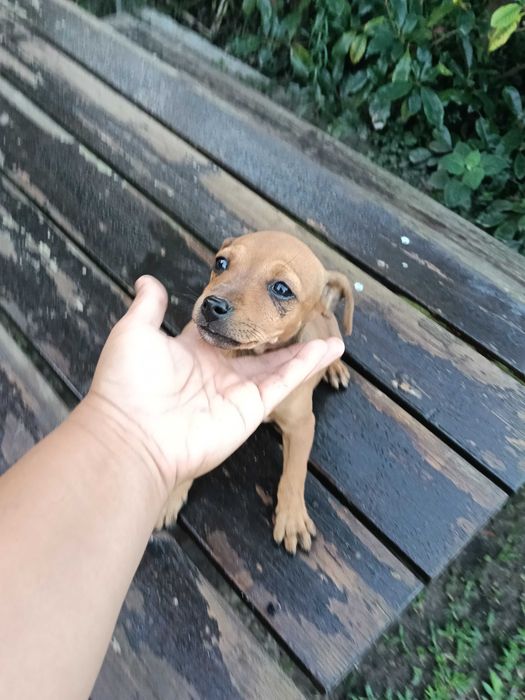 Pinscher fêmea linda