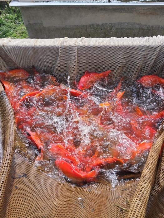 Ryby narybek karp amur lin tolpyga jesiotr zloty karas pospolity