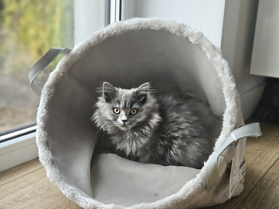 Pusia - kotka brytyjska - kot dlugowlosy