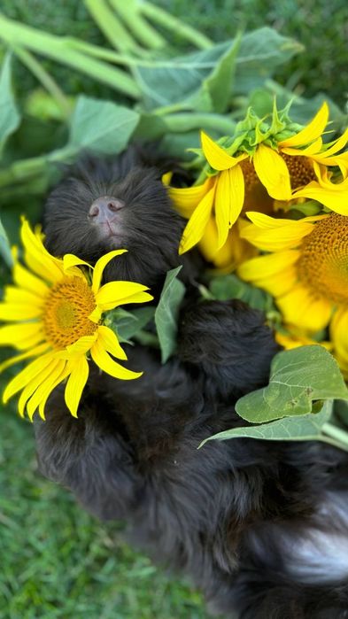 Хаванез, Гаванский бишон. FCI.