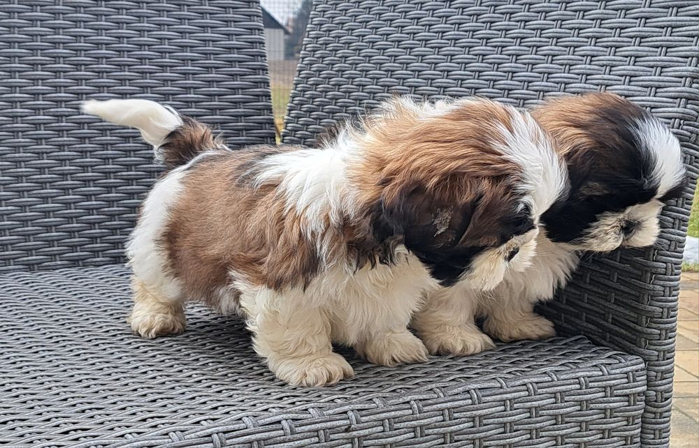Shih tzu   piesek