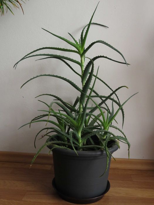 Aloes, 70 cm, sukulent