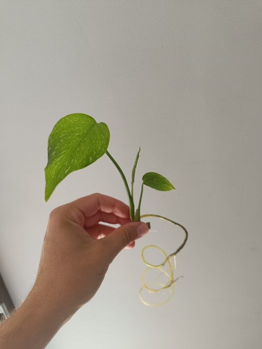 Monstera Thai Constellation