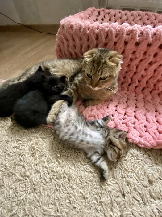 Котята бесплатно от кошечки Вислоухая