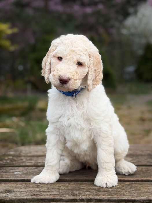 Pudel duży - standard/ królewski/ giant - piesek