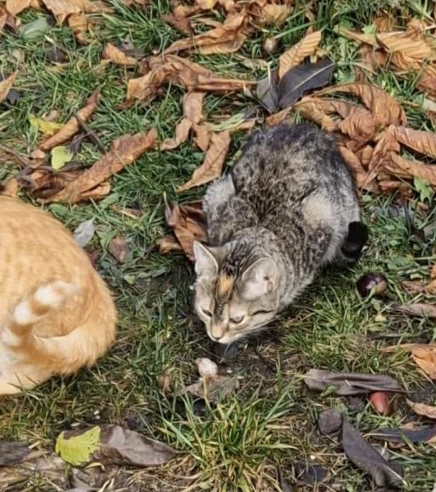 Spokojna Kasia szuka nowej rodziny