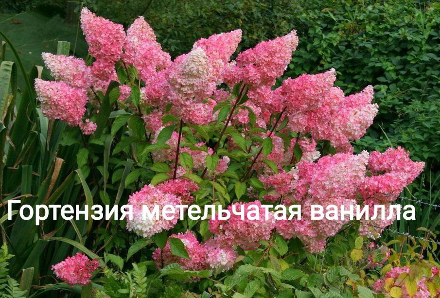 Гортензия крупнолистовая разных цветов морозостойкая