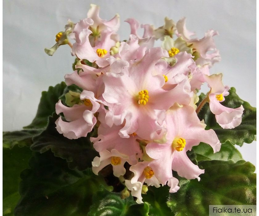 Фиалка розовая (детки), фиолетовая с белым