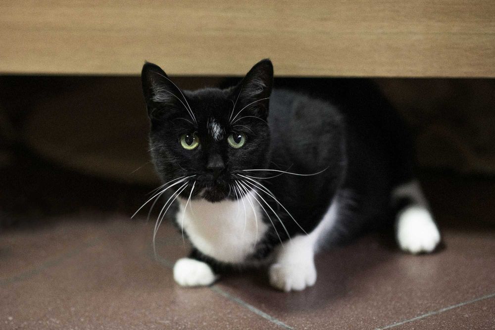 Delikatna kotka PINI szuka domu