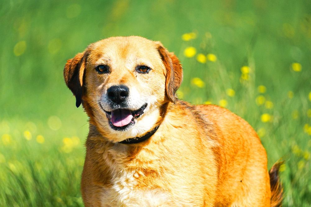 BUBUŚ - cudowny psiak prosi o dom