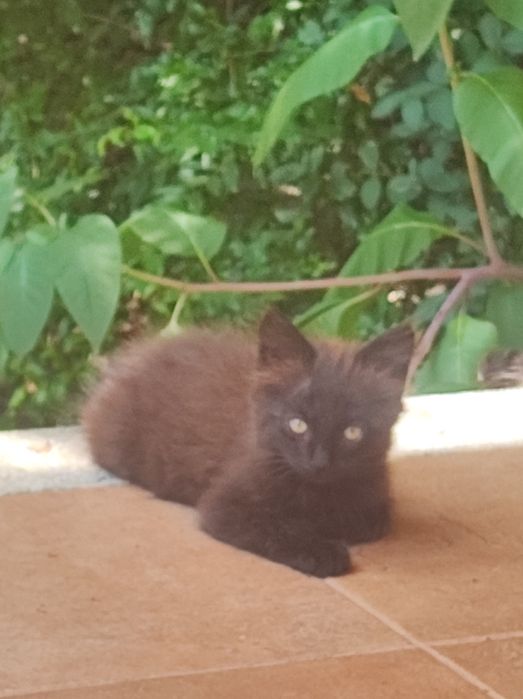 Gato para adoção