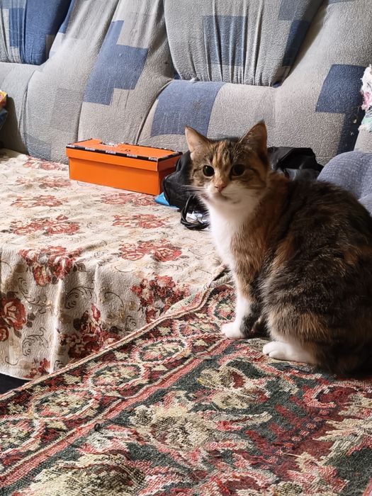 Прекрасная кошечка в хорошие руки