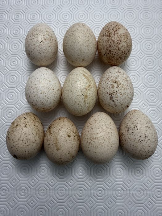 Tenho para venda ovos galados de peru/fracas/gansos