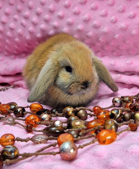 Карликовий,міні кролик,мини вислоухий,весловухий баранчик