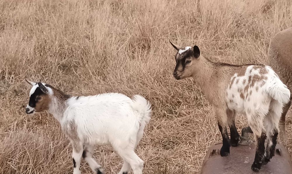 Vendo 2 crias com 3 meses  ( cabras do monte )