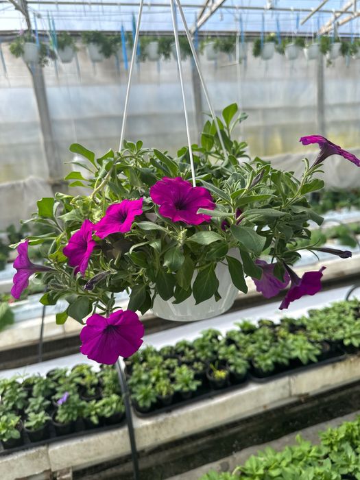 Петунія однорічна