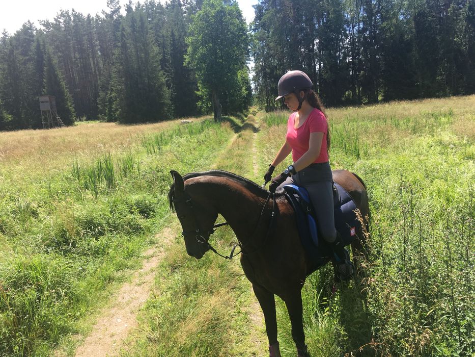 wałach arabski na sprzedaż