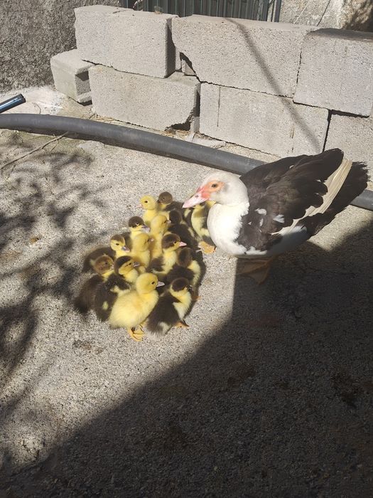 Venda de patos mudos