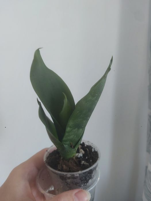 Sansewieria wężownica