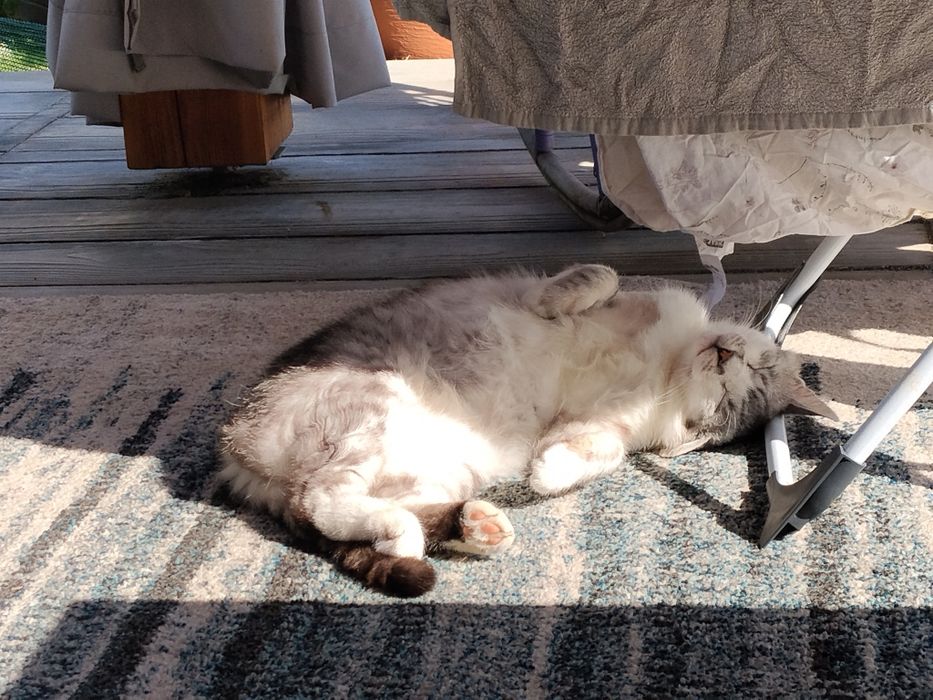 Cudowny koci przyjaciel do adopcji - Mikuś