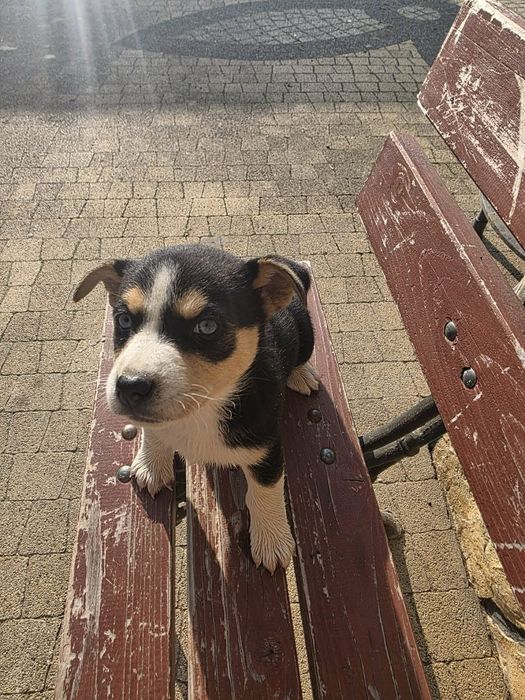 Pieski poszukują domu