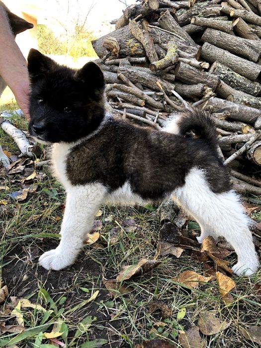 Щенки американской акиты