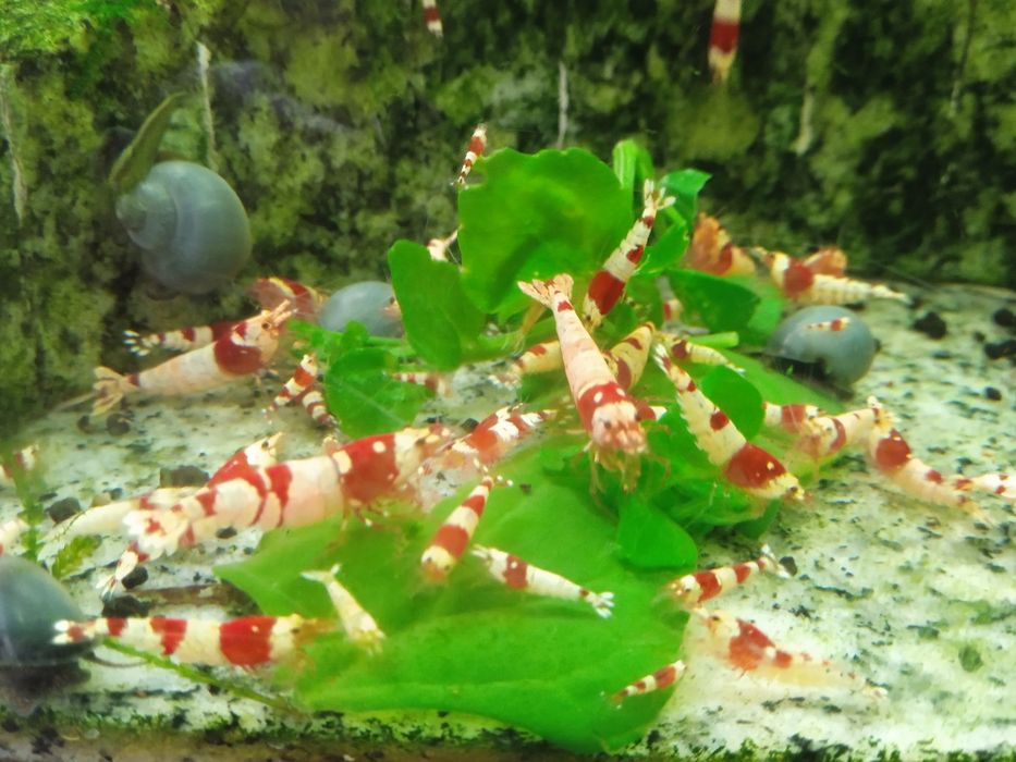 Camarões Red Crystal