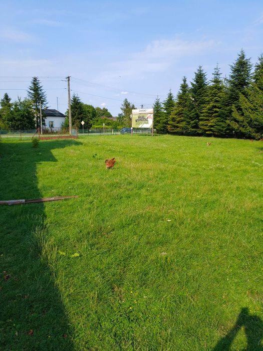 Działka Rolna z budynkiem gospodarczym.
