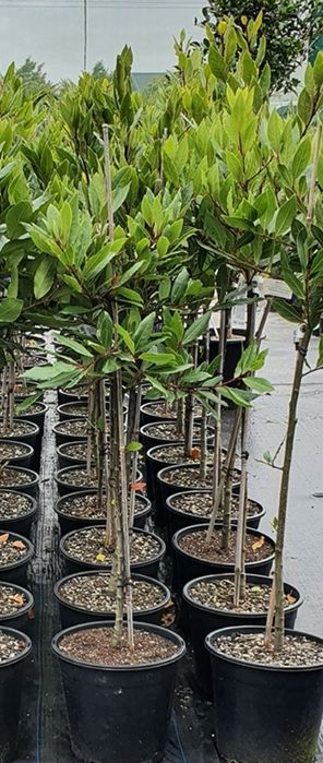 Loureiro (Laurus Nobilis) 60/80 cm