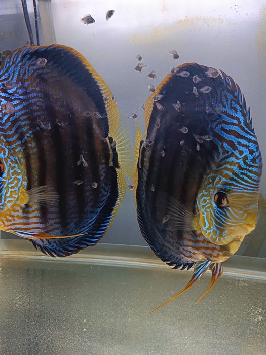 Paletki dyskowce, Red Turkus