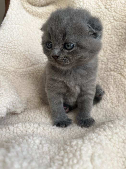 Британські кошенята