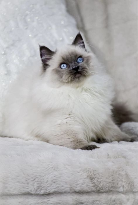 Регдолл неймовірна порода