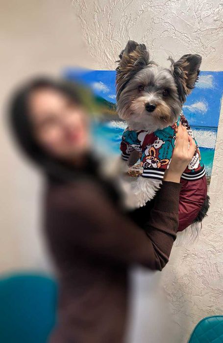 Красивый мальчик Бивер Йорк вязка