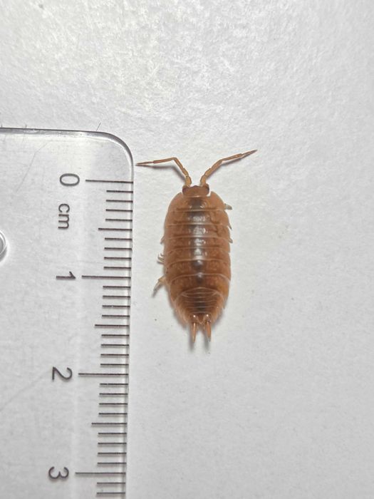 Prosionki Porcellio laevis Orange i Dairy Cow, ekipa sprzątająca