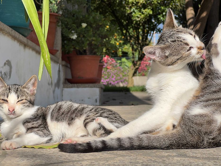 Duas Gatinhas para Adoção Responsável