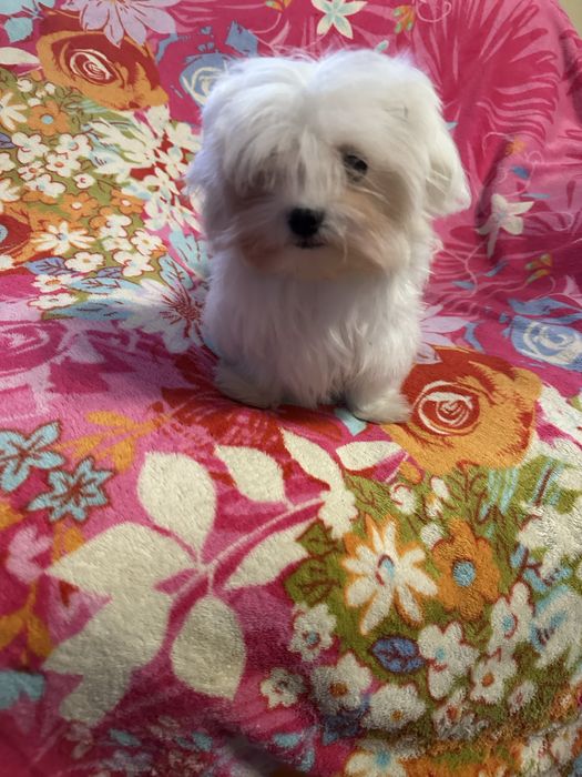 Maltańczyk piesek  miniaturka