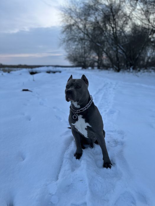 Стафф голубого окраса вязка американского стаффордширского терьера