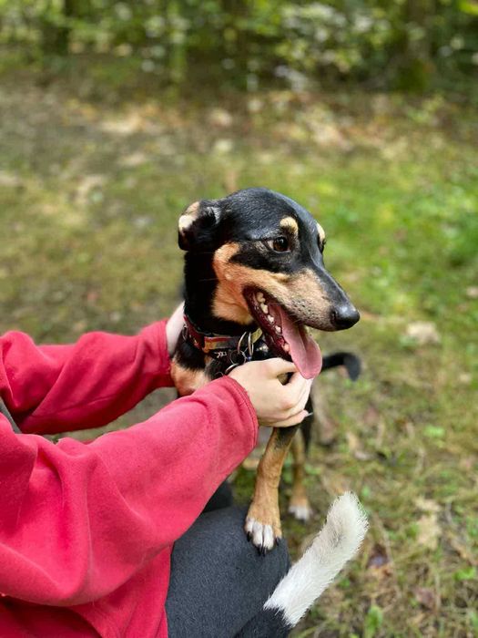 Wesoły,mały młody Gacek szuka domu