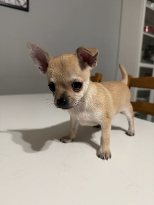 Chihuahua krótkowłosy piesek