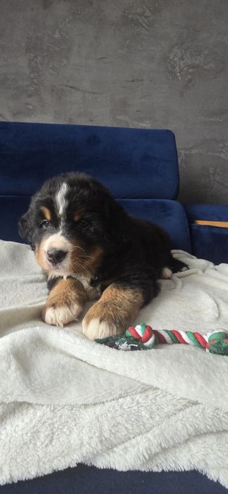 Berneński pies pasterski