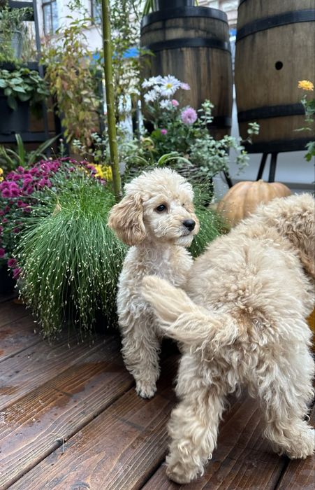 Пуделі карликові