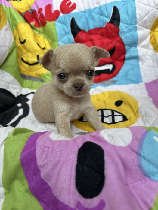Menino Fawn Pelo Curto