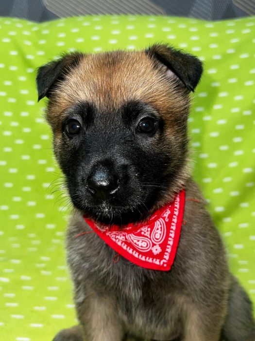 Малінуа цуценята