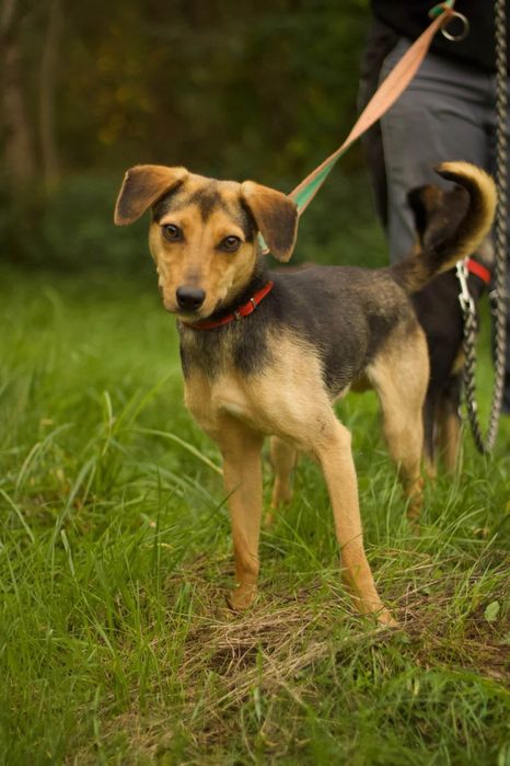 mały psiak do adopcji ZIG