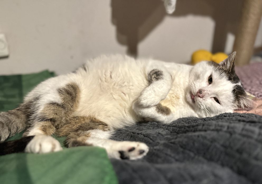 Hugo. Wrazliwe serduszko w puchatym ciałku