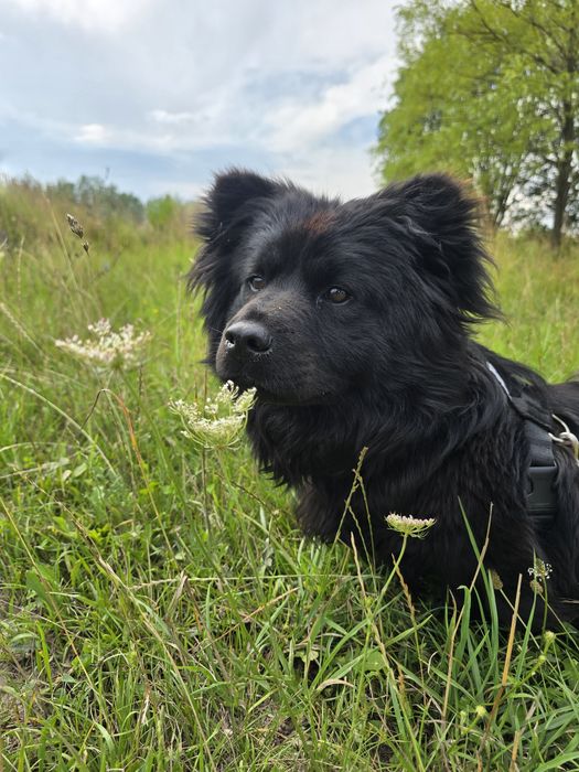 Dajra- mini Chow Chow szuka kochającego domu