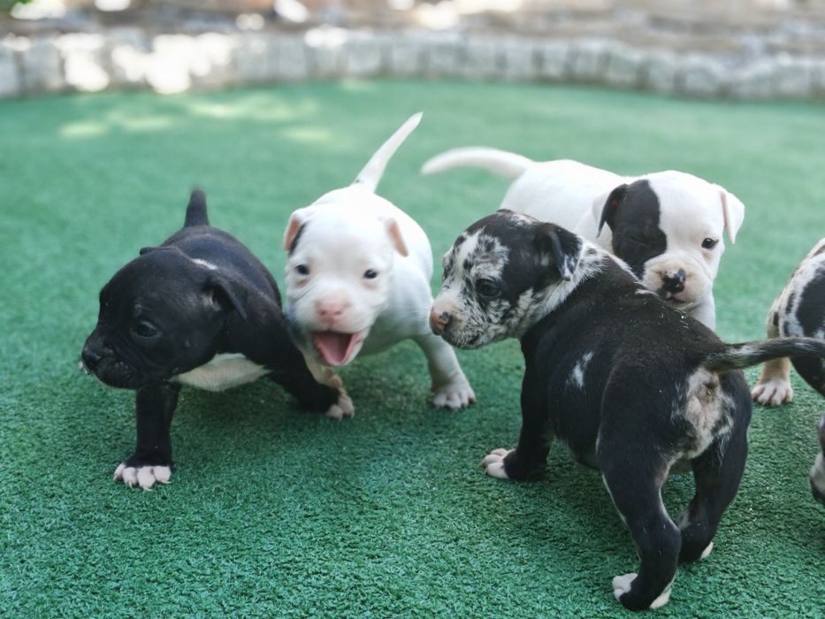American bully standard z metryką