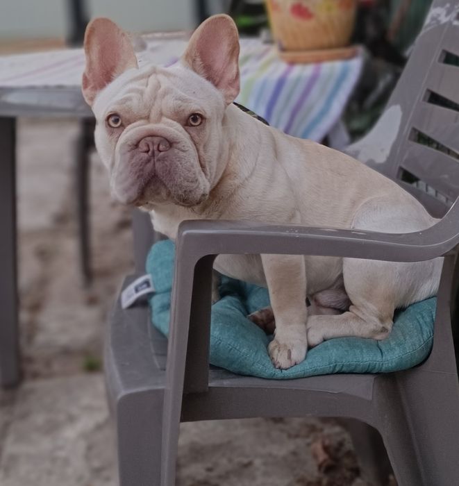 Запрошуємо на побачення Big rope